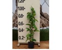 Ρολογιά - Passiflora sp.