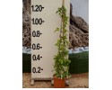 Ρολογιά - Passiflora sp.