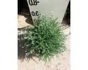 Βεστρίγγια - Westringia fruticosa