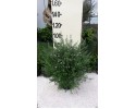 Βεστρίγγια - Westringia fruticosa
