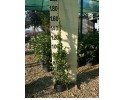 Ρυγχόσπερμα - Trachelospermum jasminoides