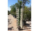 Ρυγχόσπερμα - Trachelospermum jasminoides