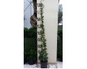 Ρυγχόσπερμα - Trachelospermum jasminoides