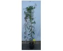 Χαντεμπέργκια - Hadebergia sp.
