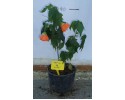 Αβούτιλο - Abutilon hybridum