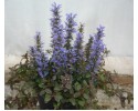 Αγιούκα - Ajuga reptans