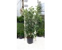 Βιβούρνο lucidum - Viburnum lucidum