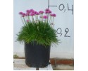 Αρμέρια - Armeria maritima