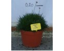 Αρμέρια - Armeria maritima