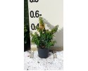 Βοκαμβίλια νάνα - Bougainvillea nana 