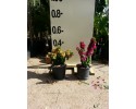 Βοκαμβίλια νάνα - Bougainvillea nana 