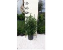 Βιβούρνο tinus - Viburnum tinus