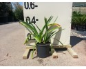 Αγάπανθος - Agapanthus africanus