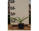 Αγάπανθος - Agapanthus africanus