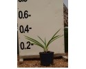 Αγάπανθος - Agapanthus africanus