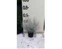 Ερεμόφυλλο nivea - Eremophila nivea