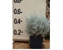Ερεμόφυλλο nivea - Eremophila nivea