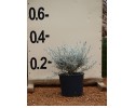 Ερεμόφυλλο nivea - Eremophila nivea