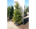 Ευγενία newport - Eugenia myrtifolia newport