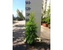 Ευγενία newport - Eugenia myrtifolia newport