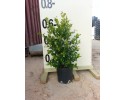 Ευγενία newport - Eugenia myrtifolia newport