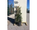 Ευγενία newport - Eugenia myrtifolia newport