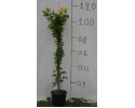 Μπιγκόνια capensis - Bignonia capensis