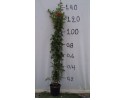 Μπιγκόνια capensis - Bignonia capensis