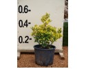 Ευώνυμο aurea - Euonymus jap. elegantissimus aurea