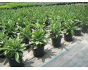 Έχιουμ - Echium candicans