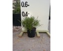 Θρυπτομένη - Thryptomene saxicola