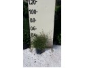 Θρυπτομένη - Thryptomene saxicola
