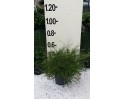 Θρυπτομένη - Thryptomene saxicola