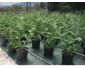 Βουδλέια - Buddleia davidii