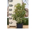 Κάμφορα - Cinnamomum camphora 