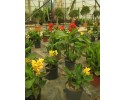 Κάννα - Canna sp.