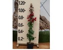 Βοκαμβίλια - Bougainvillea sp.