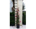 Βοκαμβίλια - Bougainvillea sp.