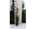 Βοκαμβίλια - Bougainvillea sp.