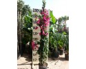 Βοκαμβίλια - Bougainvillea sp.