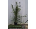 Γιασεμί κίτρινο - Jasminum nudiflorum