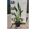 Στερλίτσια reginae - Strelitzia reginae