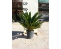 Τσίκας - Cycas revoluta