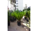 Τσίκας - Cycas revoluta