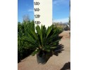 Τσίκας - Cycas revoluta