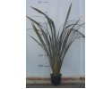 Φόρμιο atropurpureum - Phormium tenax purpureum