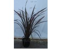 Φόρμιο atropurpureum - Phormium tenax purpureum