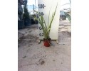 Φόρμιο aurea - Phormium tenax variegatum