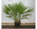 Χαμαίρωπας humilis - Chamaerops humilis