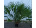 Χαμαίρωπας humilis - Chamaerops humilis